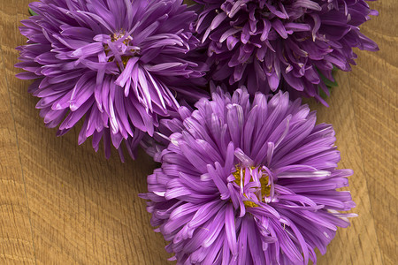 盛开的花朵，紫菀的三个芽，在木板上