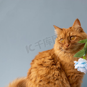 标签小猫摄影照片_一只大红猫看着蓝色背景上一朵蓝色花旁边的一侧，这是一个文字的地方