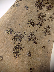 石头特写上的天然雪花图案
