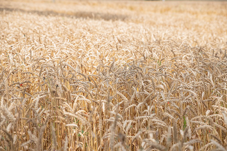 夏天日落阳光下大自然中成熟的麦穗，特写宏观。金黄的大麦田。麦田。