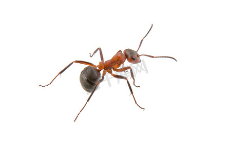 红色的太阳卡通手绘摄影照片_白色背景上的棕色蚂蚁