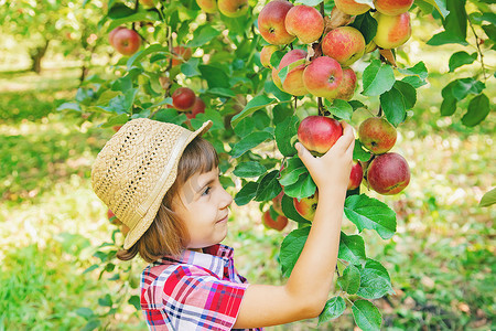 孩子在花园里摘苹果。