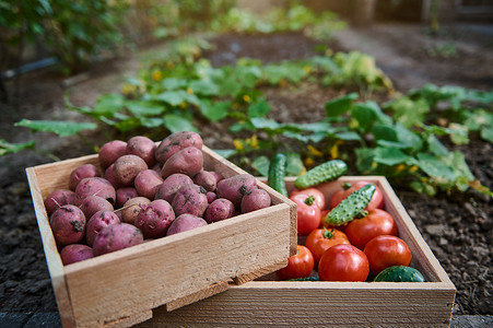 农田里堆放着新鲜收获的有机蔬菜的木箱。