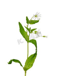 木针草（Stellaria nemorus）