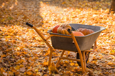独轮车里的橙色南瓜落在秋天的枫叶上。