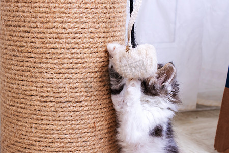 一只小猫在玩猫抓板