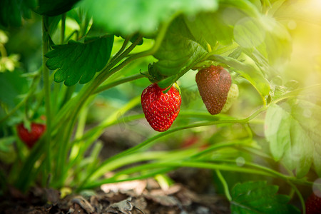 成熟的红草莓生长在木制花园床上