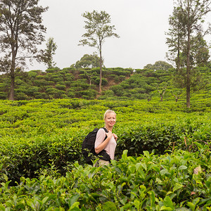 活跃的白人金发女郎一边在斯里兰卡埃拉附近的茶园中追踪，一边享受新鲜空气和原始自然。