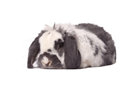 可爱的灰色和白色小兔子躺在白色的休息