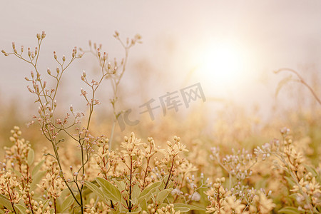 野草花，特写软焦点一点野花草在日出和日落背景温暖的复古色调。