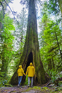 加拿大温哥华岛大教堂格罗夫公园森林和穿着黄色雨衣的道格拉斯树人