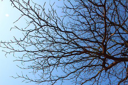 天空和树枝摄影照片_干树枝和天空