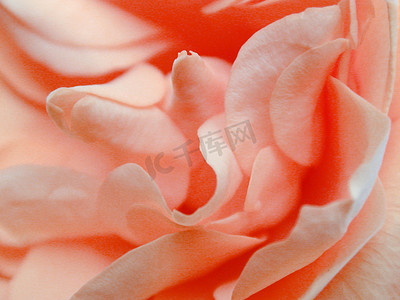 粉红色玫瑰花瓣的花卉背景纹理