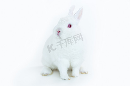 兔子粉色摄影照片_白色兔子面对相机