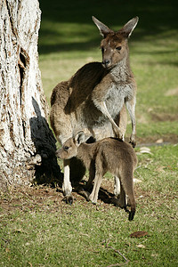 拳击可爱摄影照片_澳大利亚袋鼠