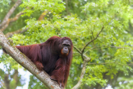 婆罗洲摄影照片_婆罗洲猩猩