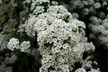 春天的白色花朵