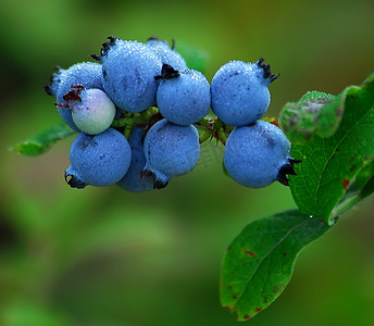 野生蓝莓（Vaccinium myrtilloides）