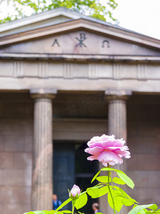 夏洛滕堡城堡花园陵墓前的玫瑰特写