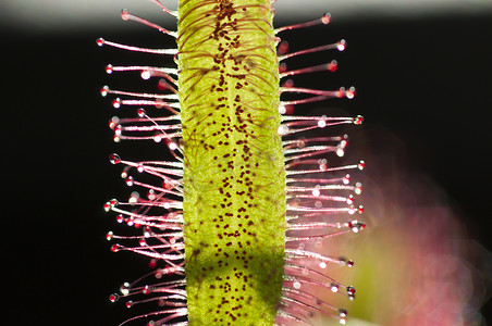 Drosera capensis，俗称海角茅膏菜，是一种嘉年华