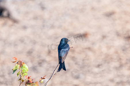 沙燕摄影照片_纳米比亚北部树枝上的叉尾龙戈