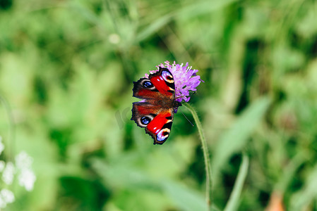 点波摄影照片_粉红色花朵上的欧洲孔雀蝴蝶
