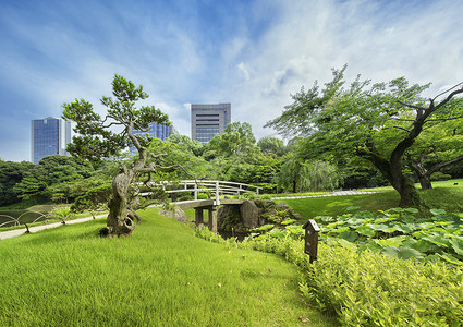 漫步摄影照片_日本桥周围环绕着美丽的松树和枫树