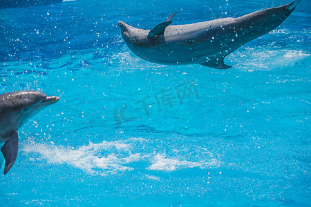 飞翔的海豚摄影照片_飞翔的海豚