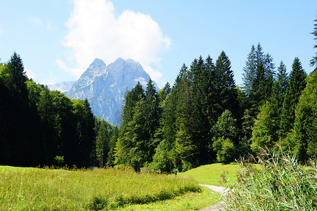 landschaft摄影照片_森林后面的阿尔卑斯山