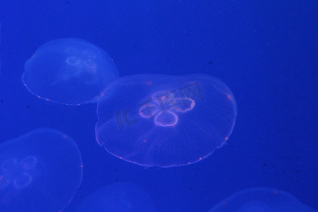 照亮黑暗摄影照片_海中的水母被美丽的灯光照亮