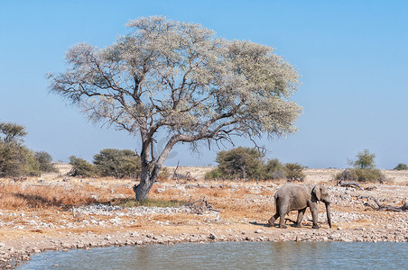 大象行走、一棵树和一个水坑