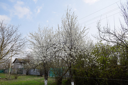 两棵梅花树。