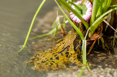 池塘边花下的青蛙特写