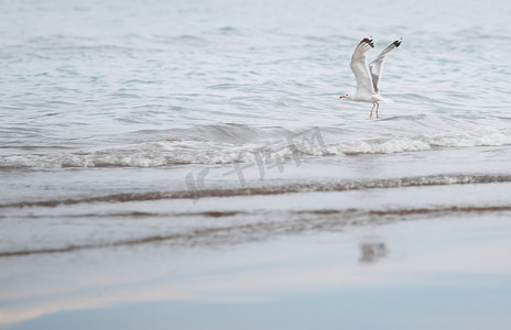 海鸥