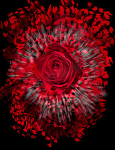 入职周年纪念摄影照片_红玫瑰爆炸的特写
