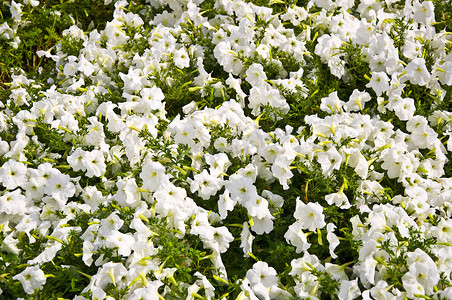 白色小花摄影照片_白色的小花