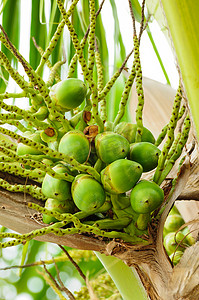 树上的婴儿绿椰子