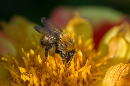 黄色和红色花上的切叶蜂