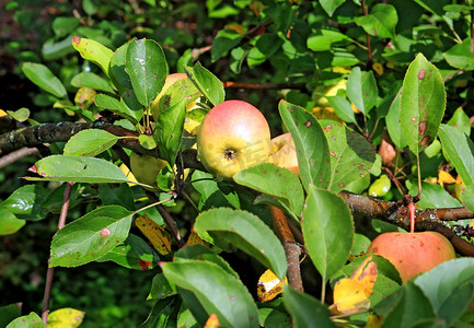 秋天花园树枝上的苹果