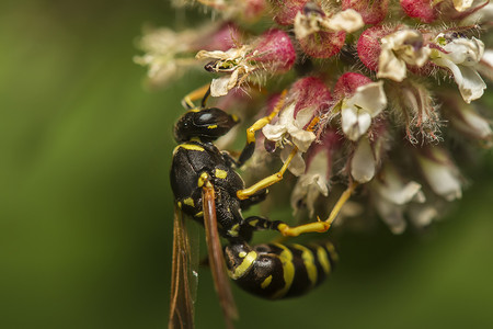 黄色条纹摄影照片_欧洲黄蜂 (Vespula germanica) 昆虫