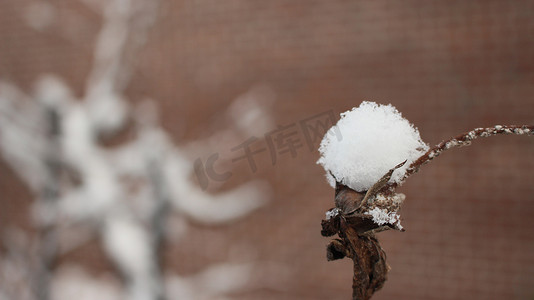 冬季降雪期间植物叶子上有雪