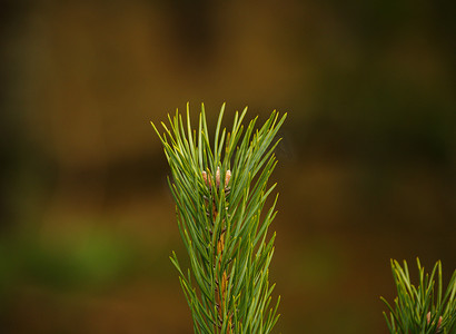 绿针摄影照片_松芽，带针的绿松，自然