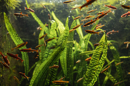 许多红色和橙色的小鱼在高绿叶周围的水族馆里游泳