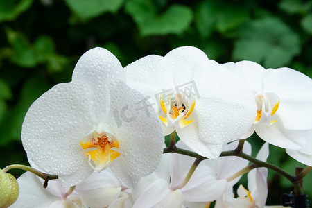 白色兰花与水滴