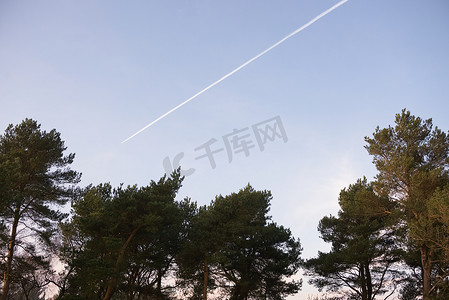 蓝色航天航空摄影照片_飞机及其尾迹朝针叶树顶的方向飞去