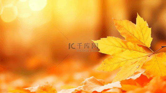 风景枫叶背景图片_秋天的叶子黄叶落叶背景