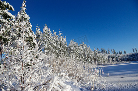 白色的冬天，冰湖上的雪林