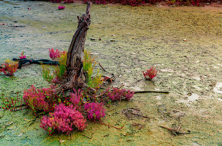炫酷酸性摄影照片_Seablite (Sueda maritima) 在酸性土壤中生长。