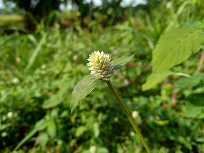 旱莲草（Urang-aring、假雏菊、假雏菊、yerba de tago、Karisalankanni、bhringraj）具有自然背景。