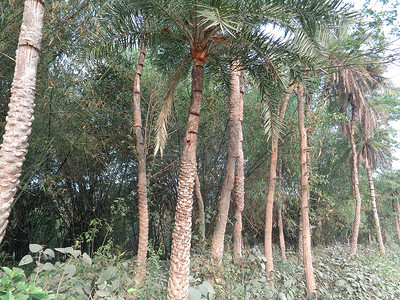 森林里的棕榈树